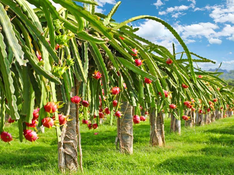 KHÁM PHÁ VƯỜN THANH LONG BÌNH THUẬN ĐẸP MÊ HỒN