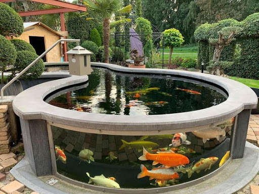 Ca Koi đang là xu hướng giải trí được nhiều khách hàng quan tâm hiện nay