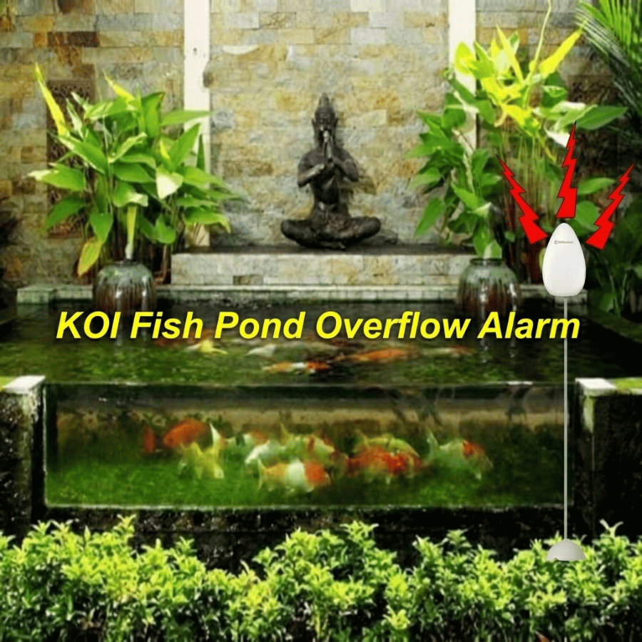 Báo tràn cho các bể cá tiết kiệm cho phí điện nước